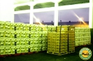 Servicios_3